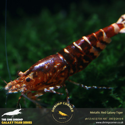 Metallic Red Galaxy Tiger - Standard Grade @ Shrimp Corner