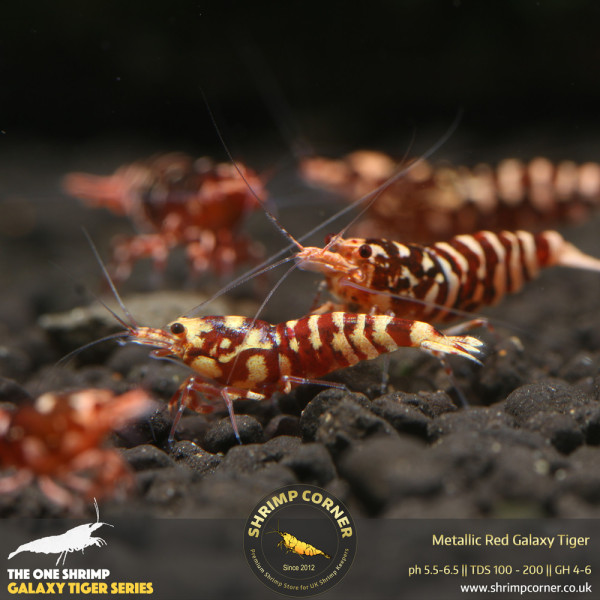 Metallic Red Galaxy Tiger - Standard Grade @ Shrimp Corner