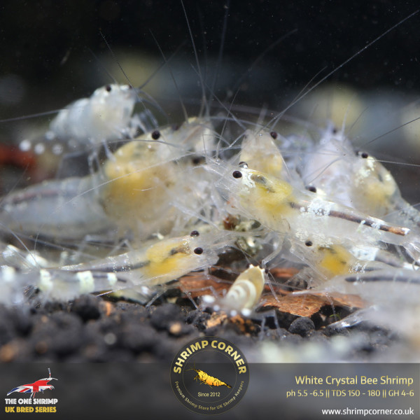 White Ghost Crystal Bee Shrimp