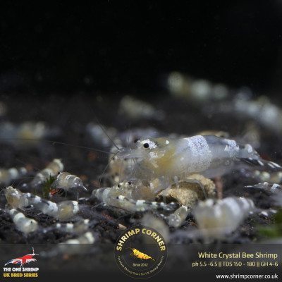 White Ghost Crystal Bee Shrimp