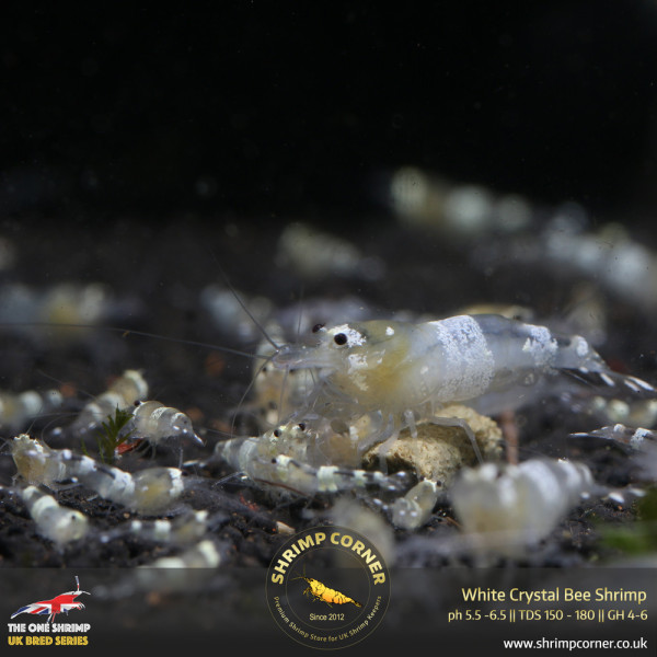 White Ghost Crystal Bee Shrimp