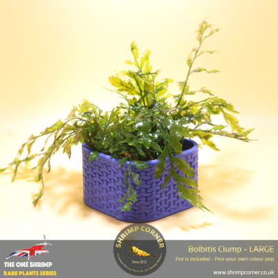 Rare Bolbitis Plant A - Shrimp Corner's Edition with Pot Included