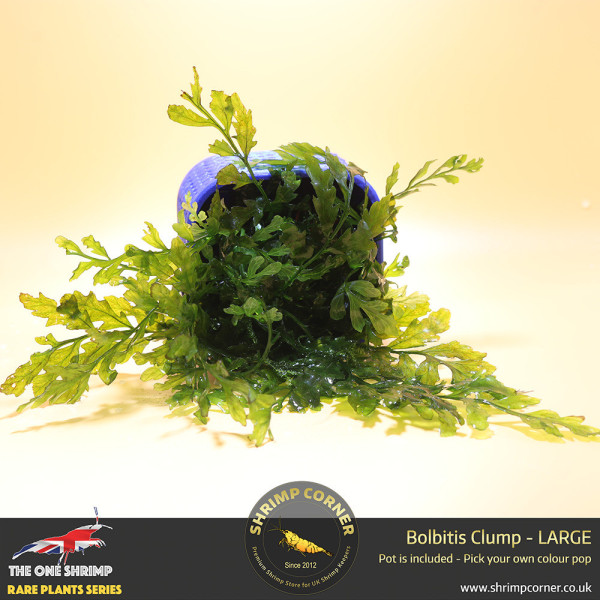 Rare Bolbitis Plant A - Shrimp Corner's Edition with Pot Included