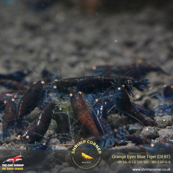 Orange Eyes Blue Tiger (OEBT) Shrimp - 1cm