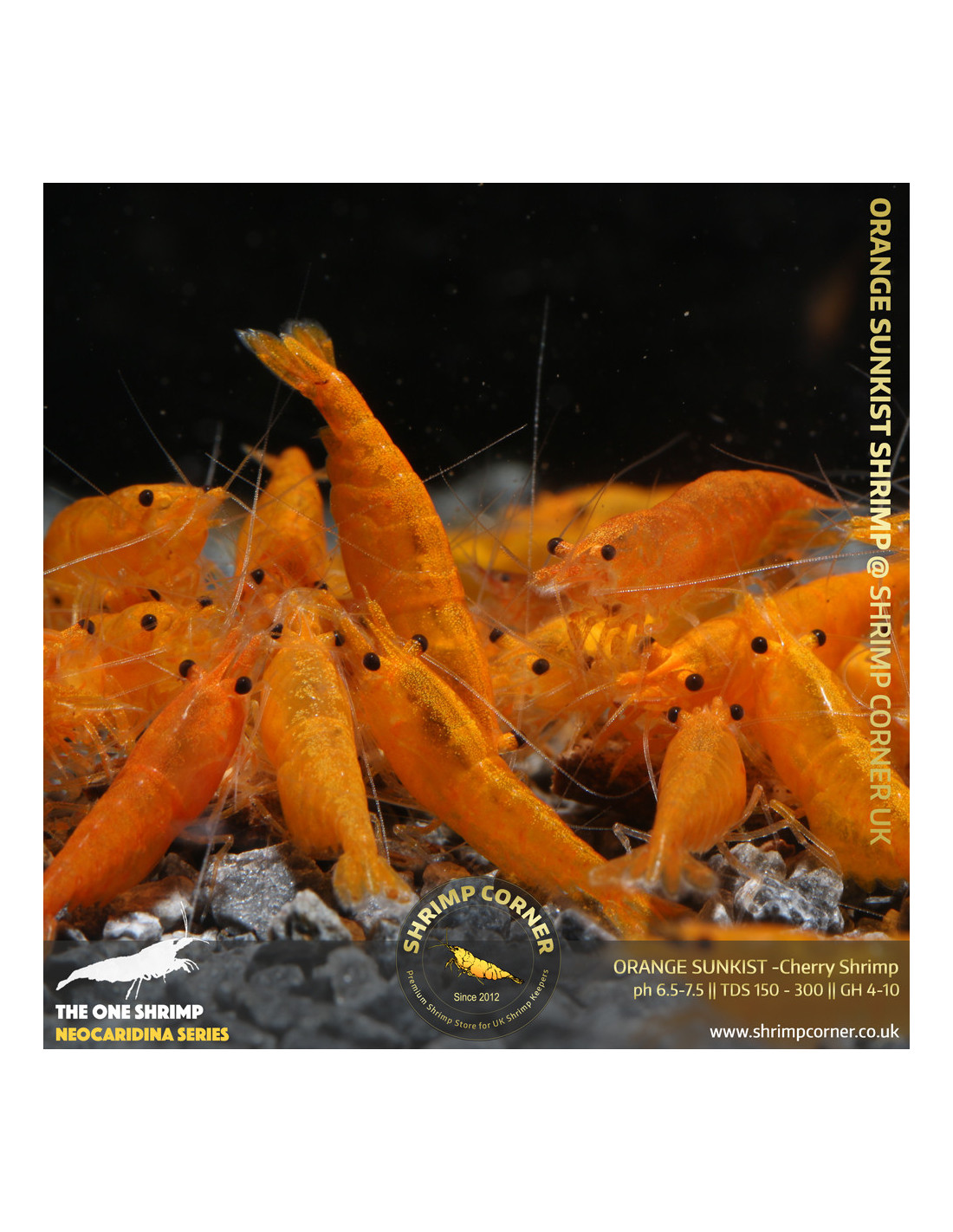 Orange Sunkist Shrimp