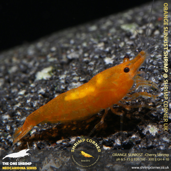 Orange Sunkist Shrimp