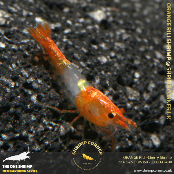 Orange Rili Shrimp