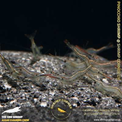 Pinocchio Red Nose Shrimp @ Shrimp Corner