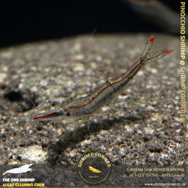 Pinocchio Red Nose Shrimp @ Shrimp Corner