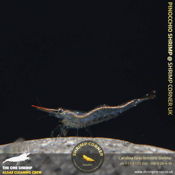 Pinocchio Red Nose Shrimp @ Shrimp Corner