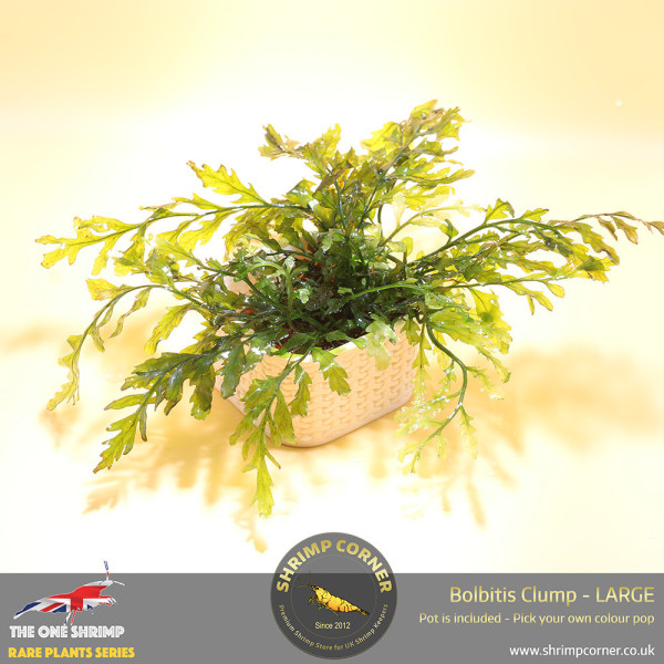 Rare Bolbitis Plant B - Shrimp Corner's Edition with Pot Included
