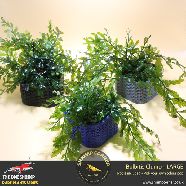 Rare Bolbitis Plant B - Shrimp Corner's Edition with Pot Included