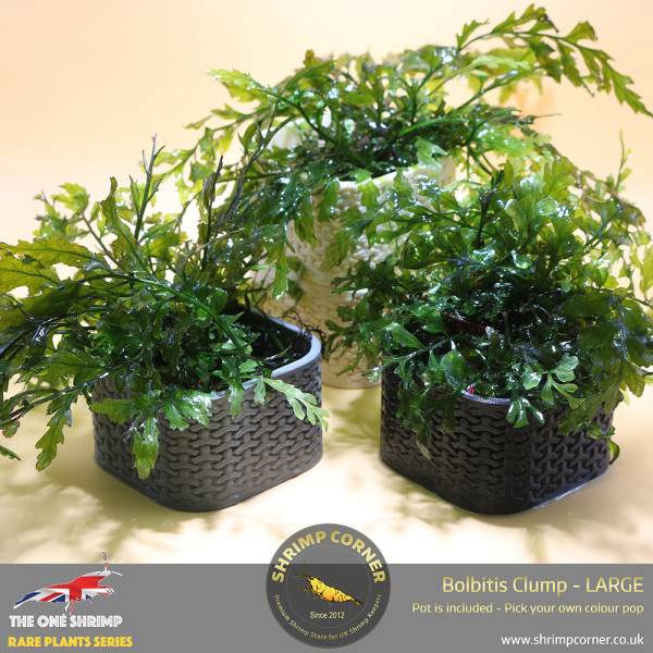 Rare Bolbitis Plant B - Shrimp Corner's Edition with Pot Included