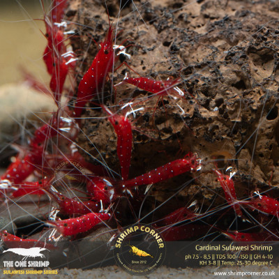 Cardinal Dennerli Sulawesi Shrimp @ Shrimp Corner 2