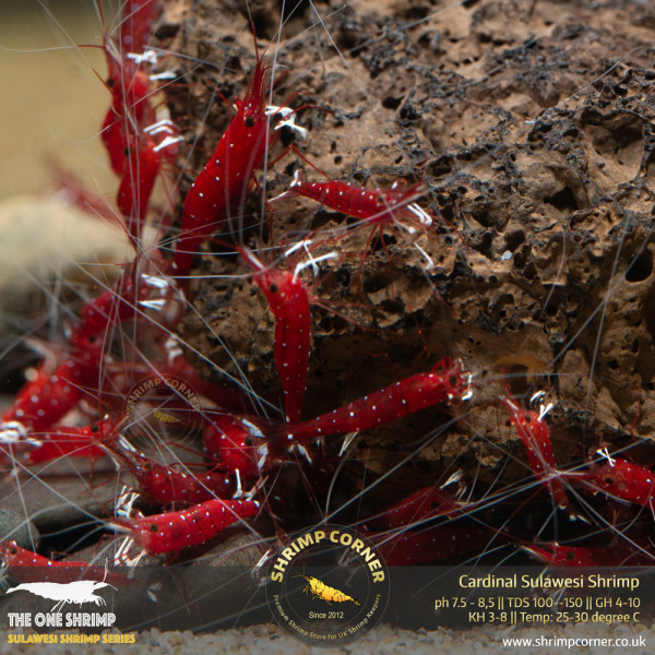 Cardinal Dennerli Sulawesi Shrimp @ Shrimp Corner