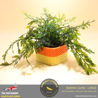 Rare Bolbitis Plant C - Shrimp Corner's Edition with Pot Included