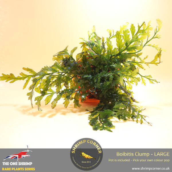 Rare Bolbitis Plant C - Shrimp Corner's Edition with Pot Included