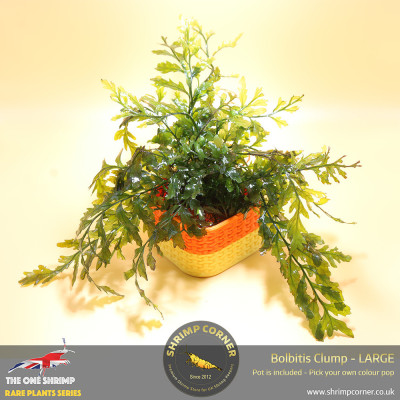 Rare Bolbitis Plant C - Shrimp Corner's Edition with Pot Included