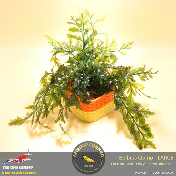 Rare Bolbitis Plant C - Shrimp Corner's Edition with Pot Included