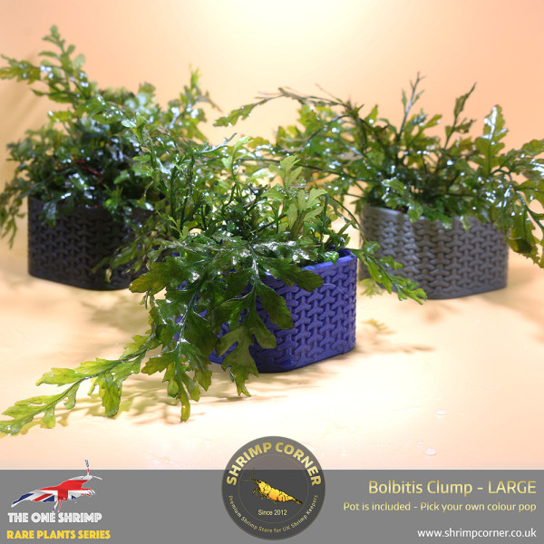 Rare Bolbitis Plant C - Shrimp Corner's Edition with Pot Included