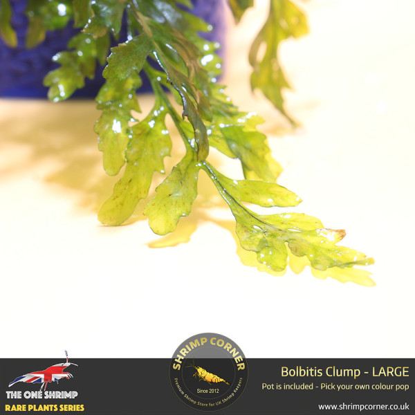 Rare Bolbitis Plant D - Shrimp Corner's Edition with Pot Included