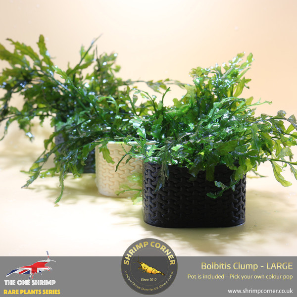 Rare Bolbitis Plant D - Shrimp Corner's Edition with Pot Included