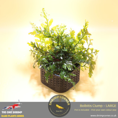 Rare Bolbitis Plant D - Shrimp Corner's Edition with Pot Included 2