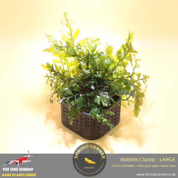 Rare Bolbitis Plant D - Shrimp Corner's Edition with Pot Included