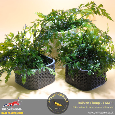Rare Bolbitis Plant D - Shrimp Corner's Edition with Pot Included
