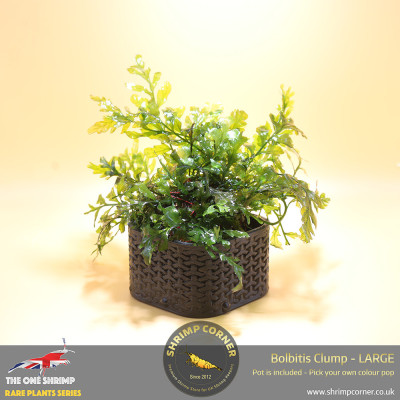 Rare Bolbitis Plant D - Shrimp Corner's Edition with Pot Included