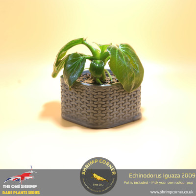 Echinodorus Iguazu 2009 Plant A - Plant Pot Included