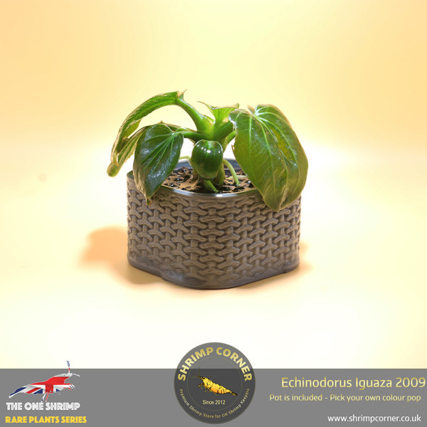 Echinodorus Iguazu 2009 Plant A - Plant Pot Included