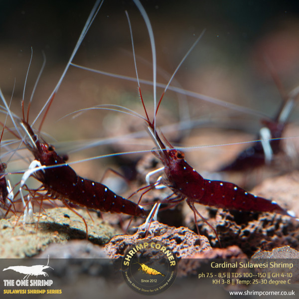 Cardinal Dennerli Sulawesi Shrimp @ Shrimp Corner