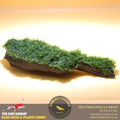 Rare Mini Pellia Coral Moss on Wood - A 2