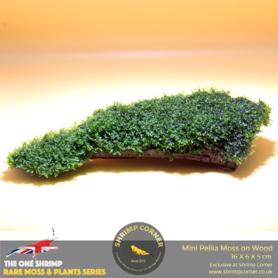 Rare Mini Pellia Coral Moss on Wood - A