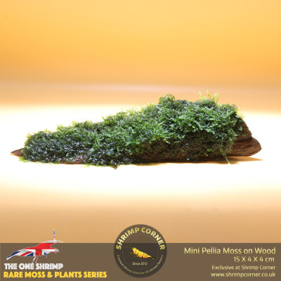 Rare Mini Pellia Coral Moss on Wood - B