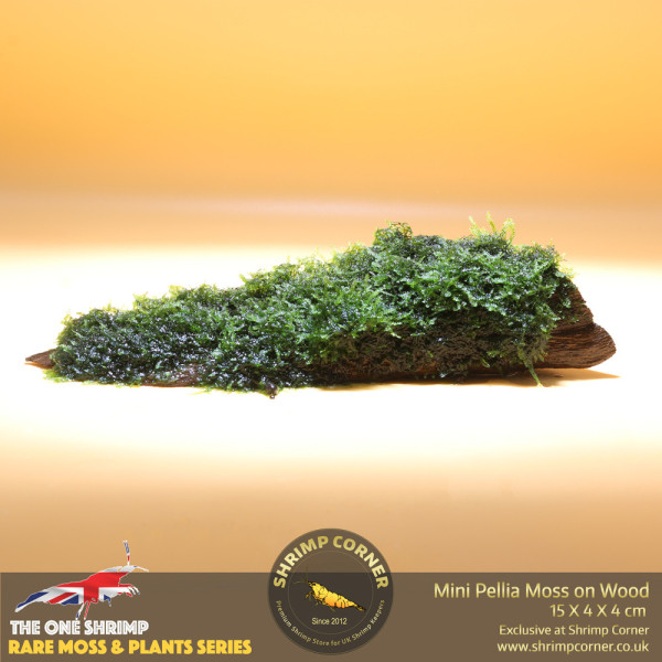 Rare Mini Pellia Coral Moss on Wood - B