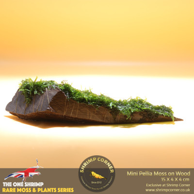 Rare Mini Pellia Coral Moss on Wood - B