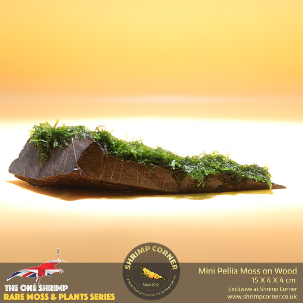 Rare Mini Pellia Coral Moss on Wood - B
