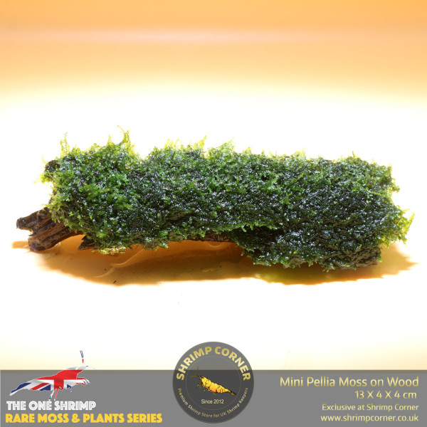 Rare Mini Pellia Coral Moss on Wood - C