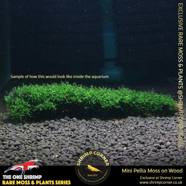 Rare Mini Pellia Coral Moss on Wood - C