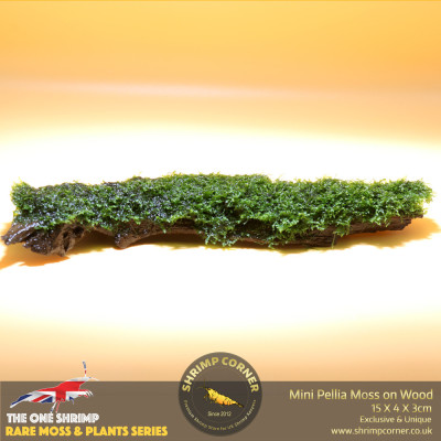 Rare Mini Pellia Coral Moss on Wood - D