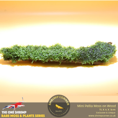 Rare Mini Pellia Coral Moss on Wood - D