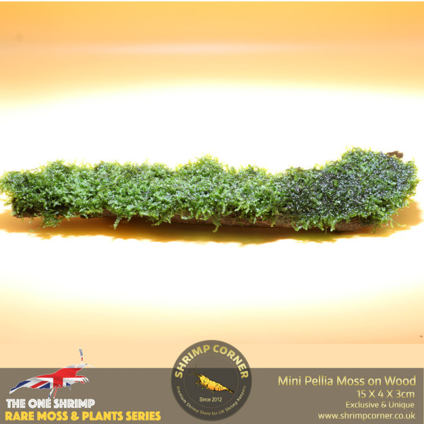 Rare Mini Pellia Coral Moss on Wood - D