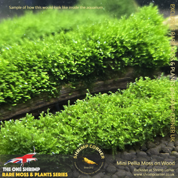 Rare Mini Pellia Coral Moss on Wood - D