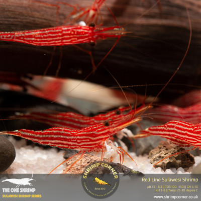 Red Line Sulawesi Shrimp 2