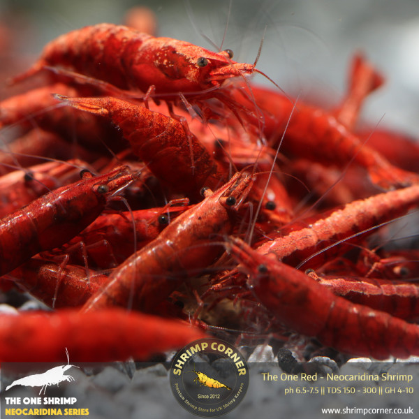10 x THE ONE RED Shrimp | High Grade | Backline