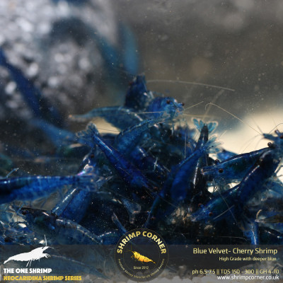Group of 10 x Blue Velvet Shrimp - HIGH GRADE DARK BLUE 2