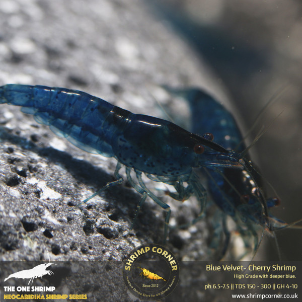 10 x BLUE VELVET Shrimp | Light Blue - Normal Grade