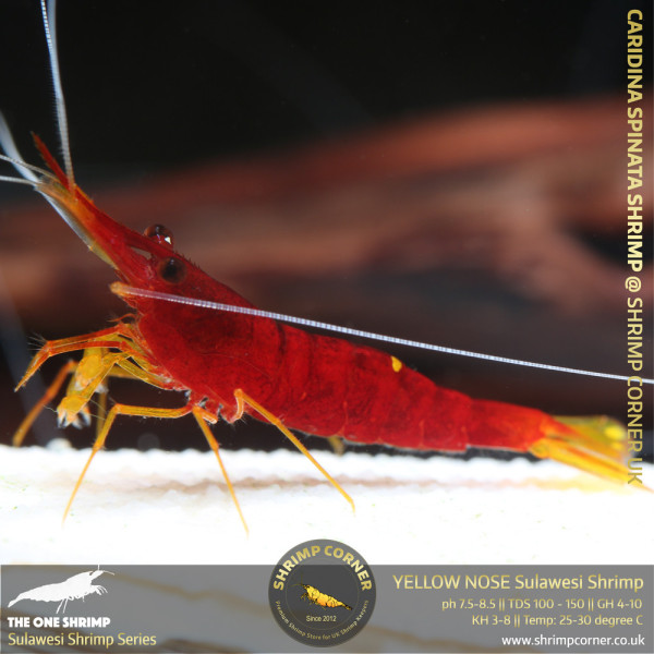 YELLOW NOSE Sulawesi Shrimp